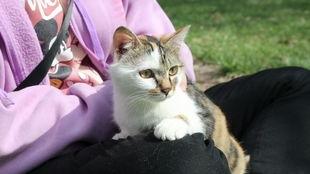 流浪猫爆料视频大全,揭秘视频大全背后的感人故事 第3张 流浪猫爆料视频大全,揭秘视频大全背后的感人故事 第3张