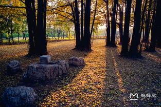 临沂银杏树爆料视频,金黄如梦,美不胜收 第2张 临沂银杏树爆料视频,金黄如梦,美不胜收 第2张